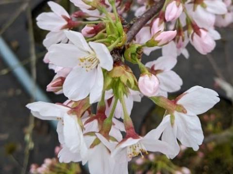 Prunus yedoensis
