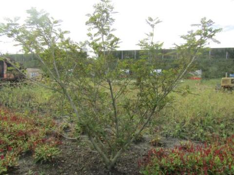 Pterocarya stenoptera