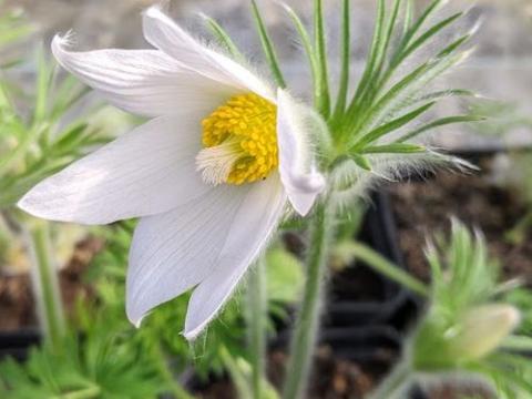 Pulsatilla vulgaris 'Alba' (White Swan)