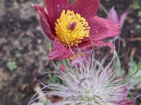 Pulsatilla vulgaris 'Röde Klokke' (Rubra)