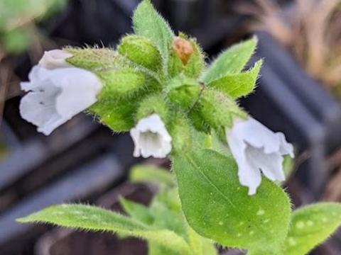 Pulmonaria  'Sissinghurst White' (officinalis)
