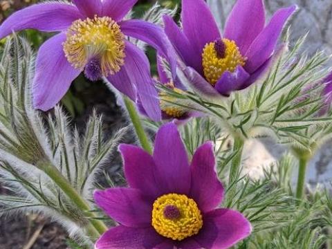 Pulsatilla vulgaris