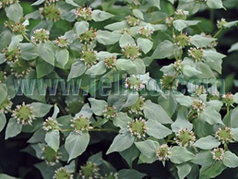 Pycnanthemum muticum