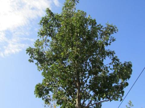 Pyrus calleryana 'Chanticleer'