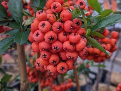 Pyracantha coccinea 'Orange Glow'