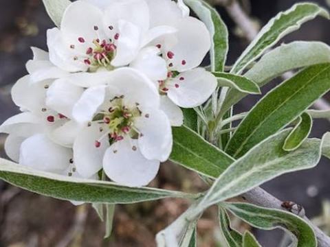 Pyrus salicifolia