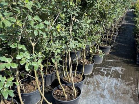 Quercus ilex multistam