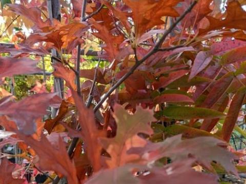 Quercus texana ‘New Madrid’