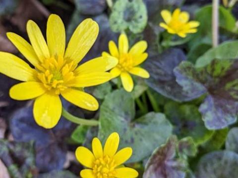 Ranunculus ficaria 'Brazen Hussy'