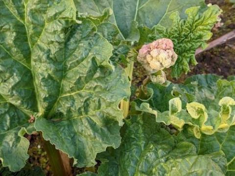 Rheum rhabarbarum 'Champagne'