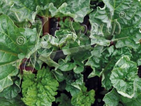 Rheum rhabarbarum 'Glaskins Perpetual'