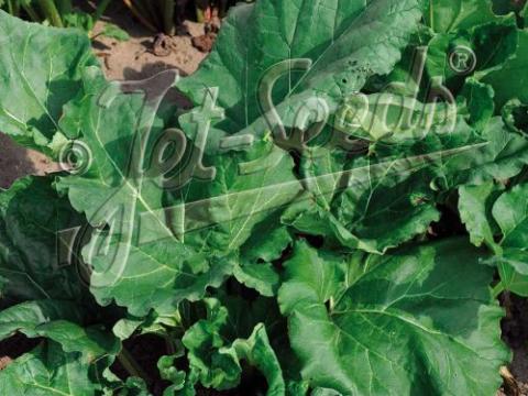 Rheum rhabarbarum 'Victoria'