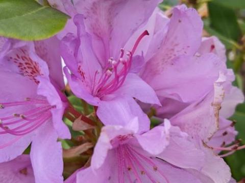 Rhododendron (T) 'Cataw.Grandiflorum' '