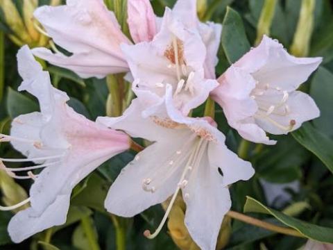 Rhododendron (T) 'Cunningham White'
