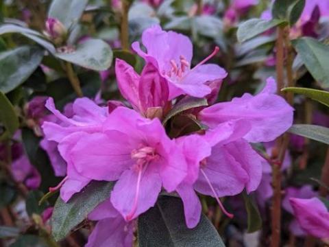 Rhododendron 'Praecox'