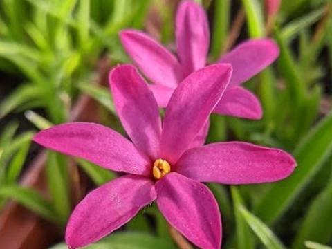 Rhodohypoxis 'Red Flyer'