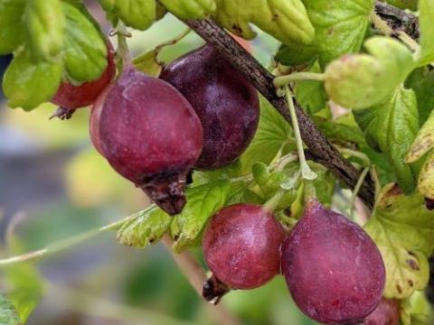 Ribes uva-crispa 'Captivator' RODE STEKELBES
