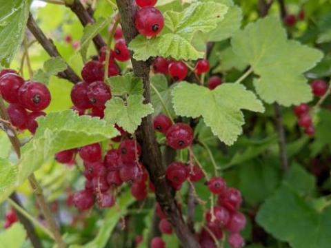 Ribes rubrum 'Jonkheer van Tets'  RODE TROSBES