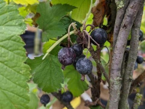Ribes Jostaberry - JOSTABES