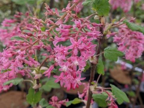 Ribes sanquineum 'King Edward'