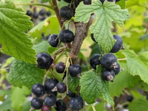 Ribes nigrum 'Titiana'    ZWARTE  TROSBES/CASSIS