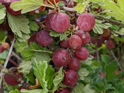 Ribes uva-crispa 'Hinnonmäki Röd'
