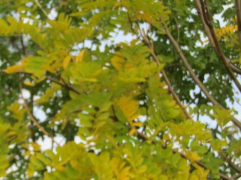 Robinia pseudoacacia 'Frisia