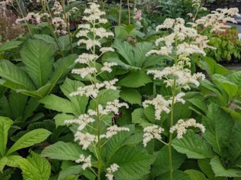 Rodgersia aesculifolia