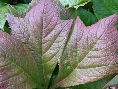 Rodgersia podophylla 'Braunlaub'