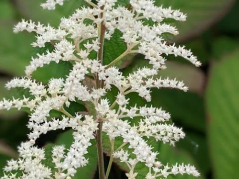 Rodgersia sambucifolia