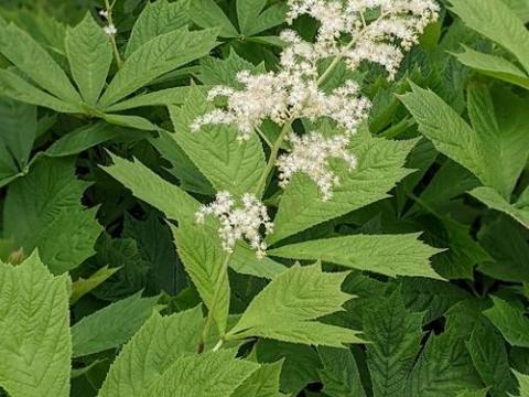 Rodgersia podophylla 'Smaragd'
