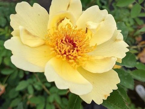 Rosa (H)  'Aïcha' (pimpinellifolia)