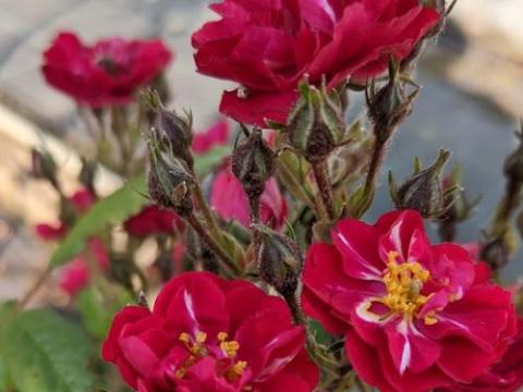 Rosa (stamroos)  'Alberich'