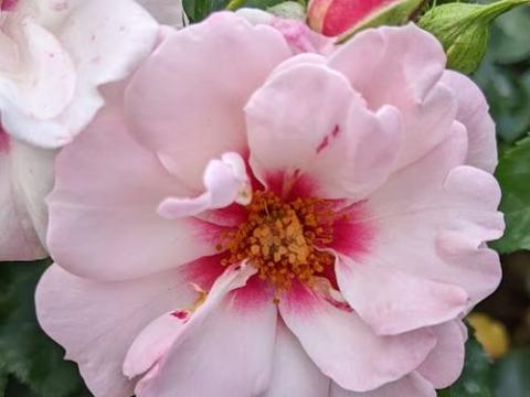 Rosa (Per) 'Angel Eyes'