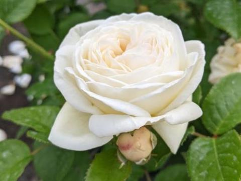 Rosa (Rom)  'Artemis'®