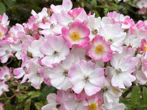 Rosa (H)  'Ballerina'