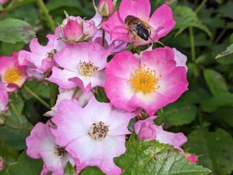 Rosa (stamroos-treur) 'Moschata Ballerina'