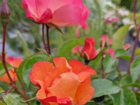 Rosa (stamroos)  'Bee Proud'