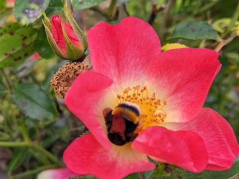 Rosa (stamroos)  'Bijenweelde Bicolor' ®