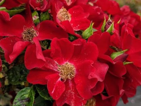 Rosa (stamroos)  'Bijenweelde Rood' ®