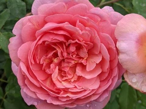 Rosa (Rom)  'Boscobel'®