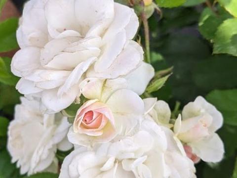 Rosa (H)  'Bouquet Parfait'®