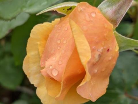 Rosa (Rom)  'Bring Me Sunshine'®