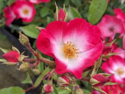 Rosa (H)  'Bukavu'®