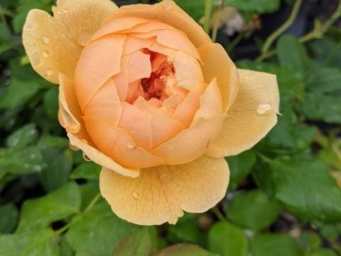 Rosa (Rom)  'Caroline Knight'®