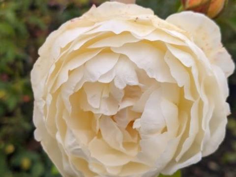 Rosa (klimroos)  'Claire Austin'®