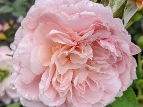 Rosa (Rom)  'Colette'®