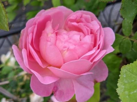 Rosa (klimroos)  'Constance Spry'