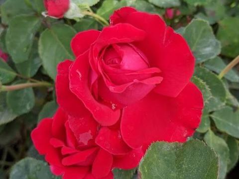 Rosa (TH)  'Dame de Coeur'