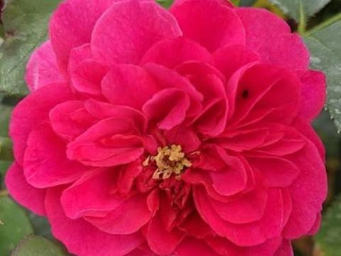 Rosa (Rom)  'Darcey Bussel'®